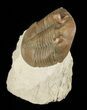 Asaphus Holmi Trilobite With Exposed Hypostome - Russia #89063-3